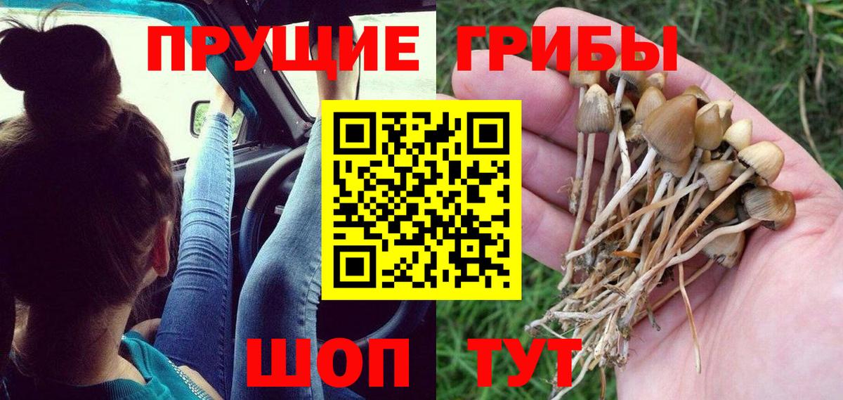 Псилоцибиновые грибы Psilocybe Новосибирск
